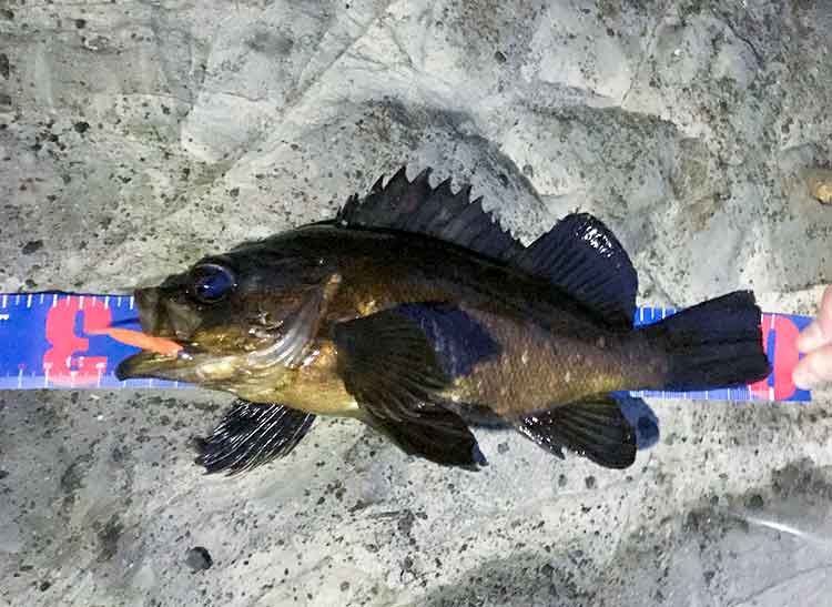 18 カルディア LT2000S-XHのスペックとインプレ | 釣りクラウド