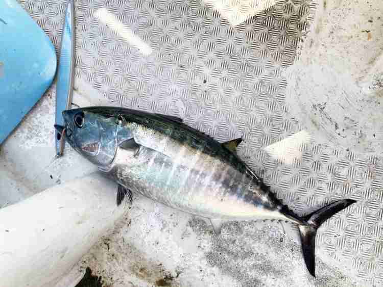 19 セルテート LT5000D-XHのスペックとインプレ | 釣りクラウド