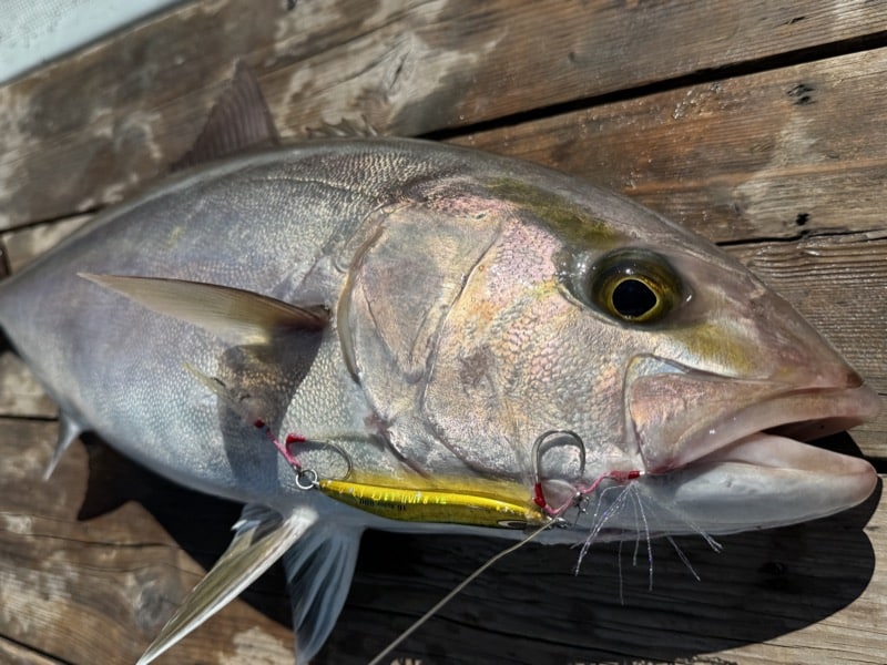 2024年8月 五島灘 真夏のヒラマサキャスティング&スーパーライト