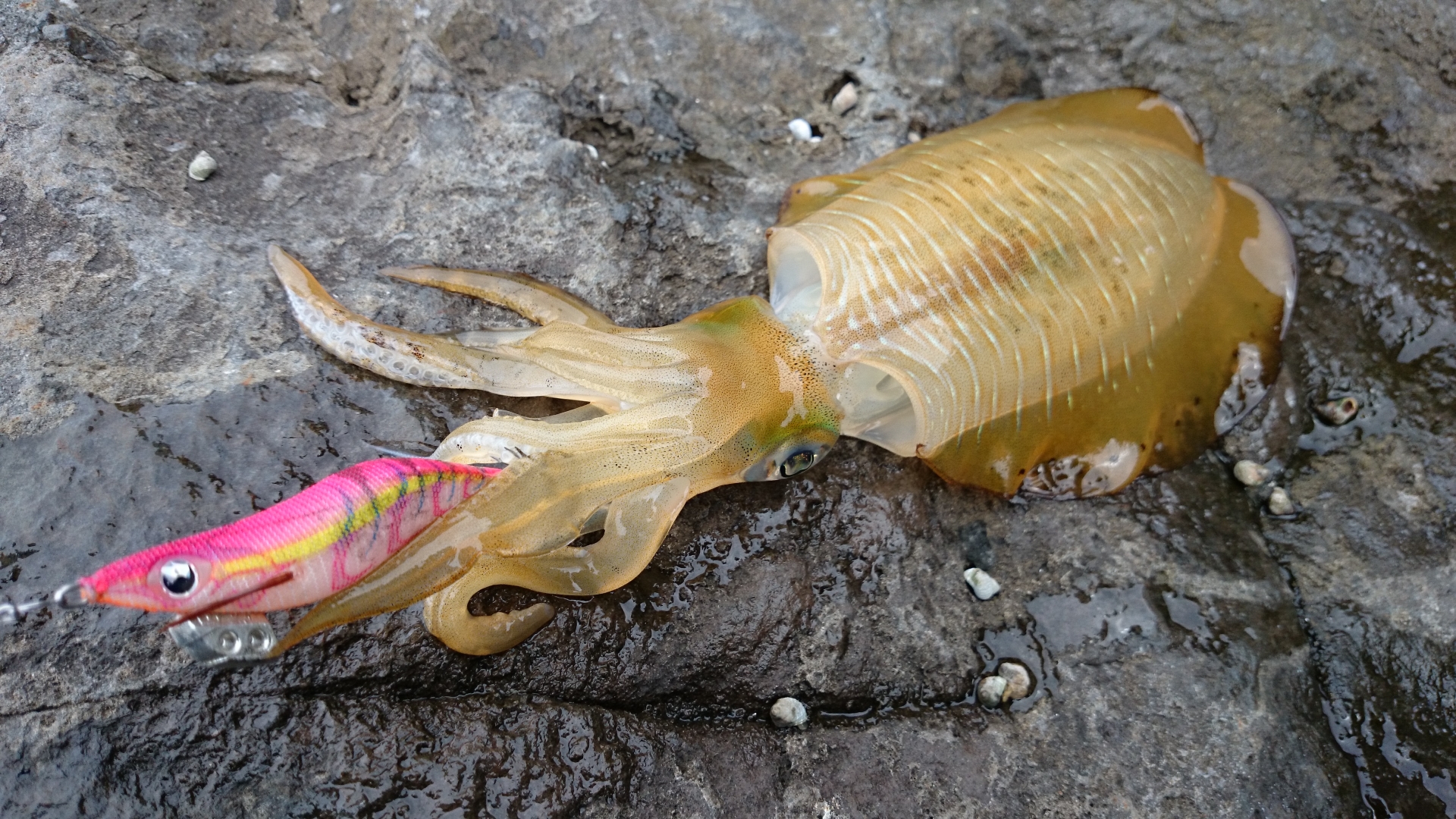 エギング徹底解説！】基礎から釣り方・コツ・タックルも紹介 - ツリログ