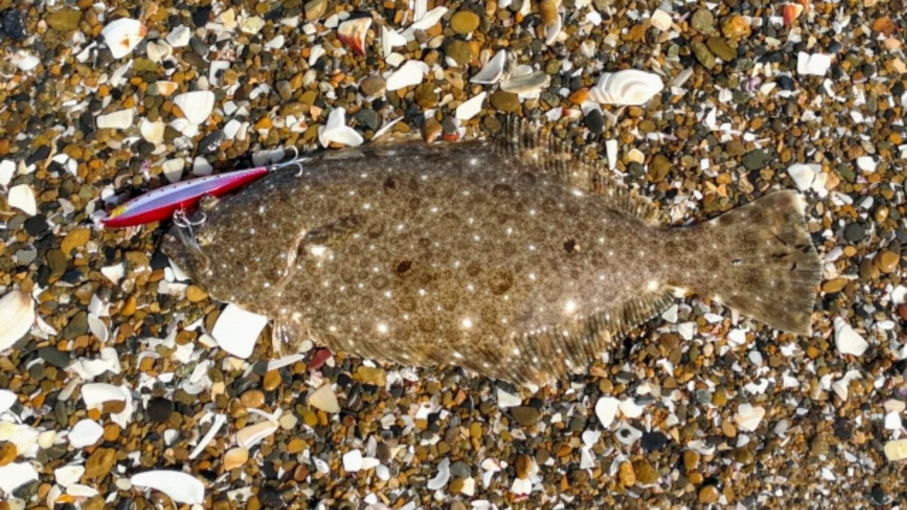 サーフ万能ロッド】ヒラメも青物もこれ1本！最強おすすめ12選｜失敗