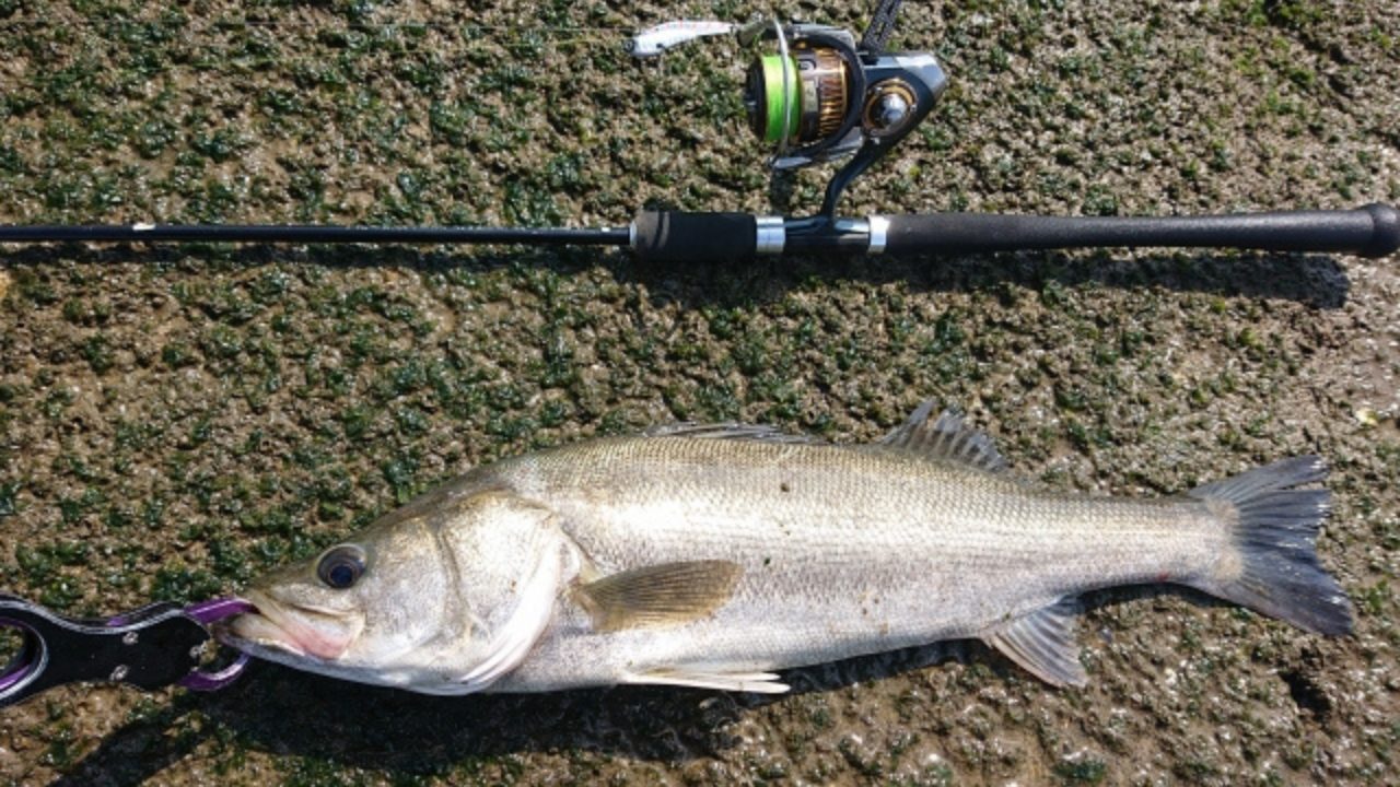 サーフ万能ロッド】ヒラメも青物もこれ1本！最強おすすめ12選｜失敗