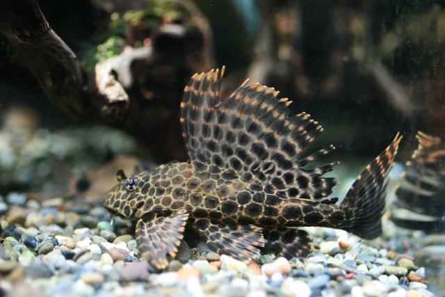 自宅で飼育可能なナマズ特集！特徴・サイズ感からおすすめ10種をご紹介