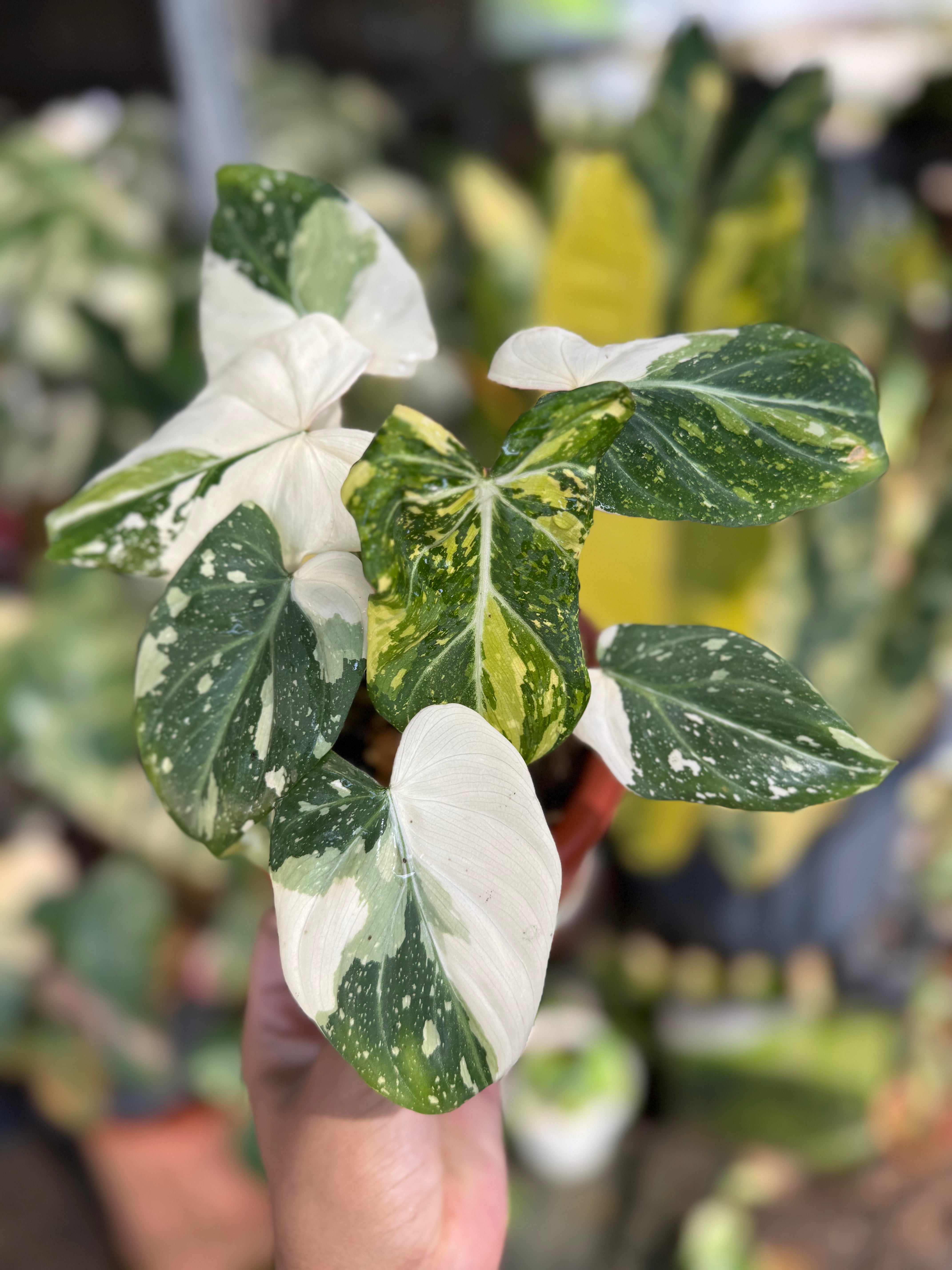 Anthurium Hookeri Pink Variegated: Care & Guide – Tropical Houseplant