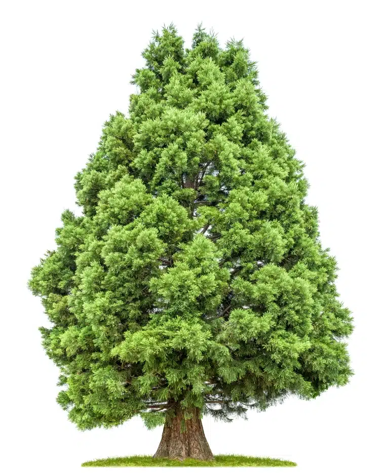 木の象徴 | 木の壷