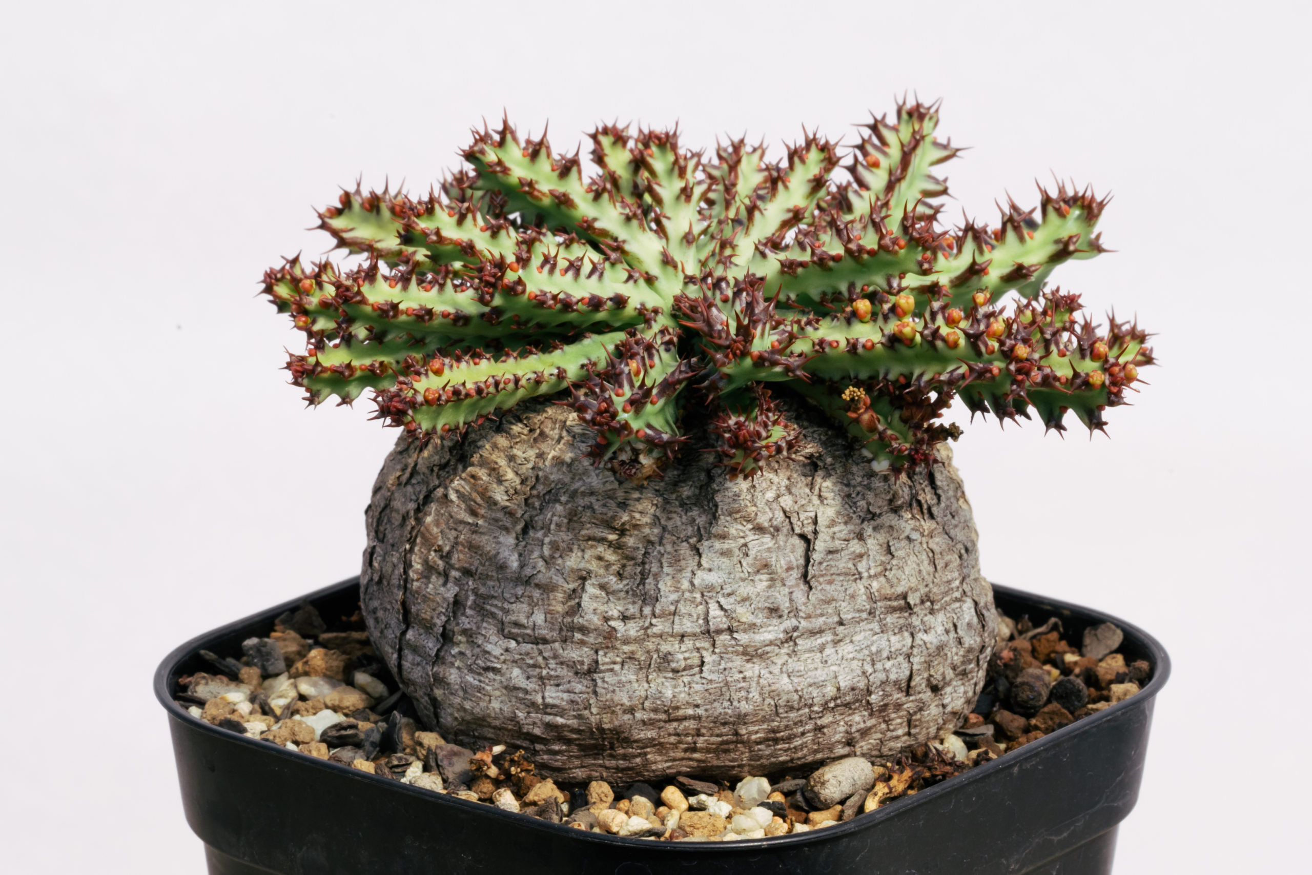 Euphorbia fanshawei | tres