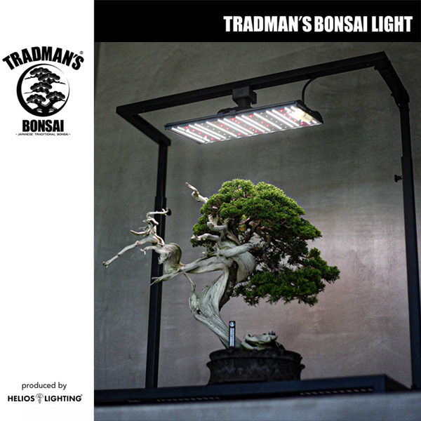 TRADMAN'S BONSAI LIGHT