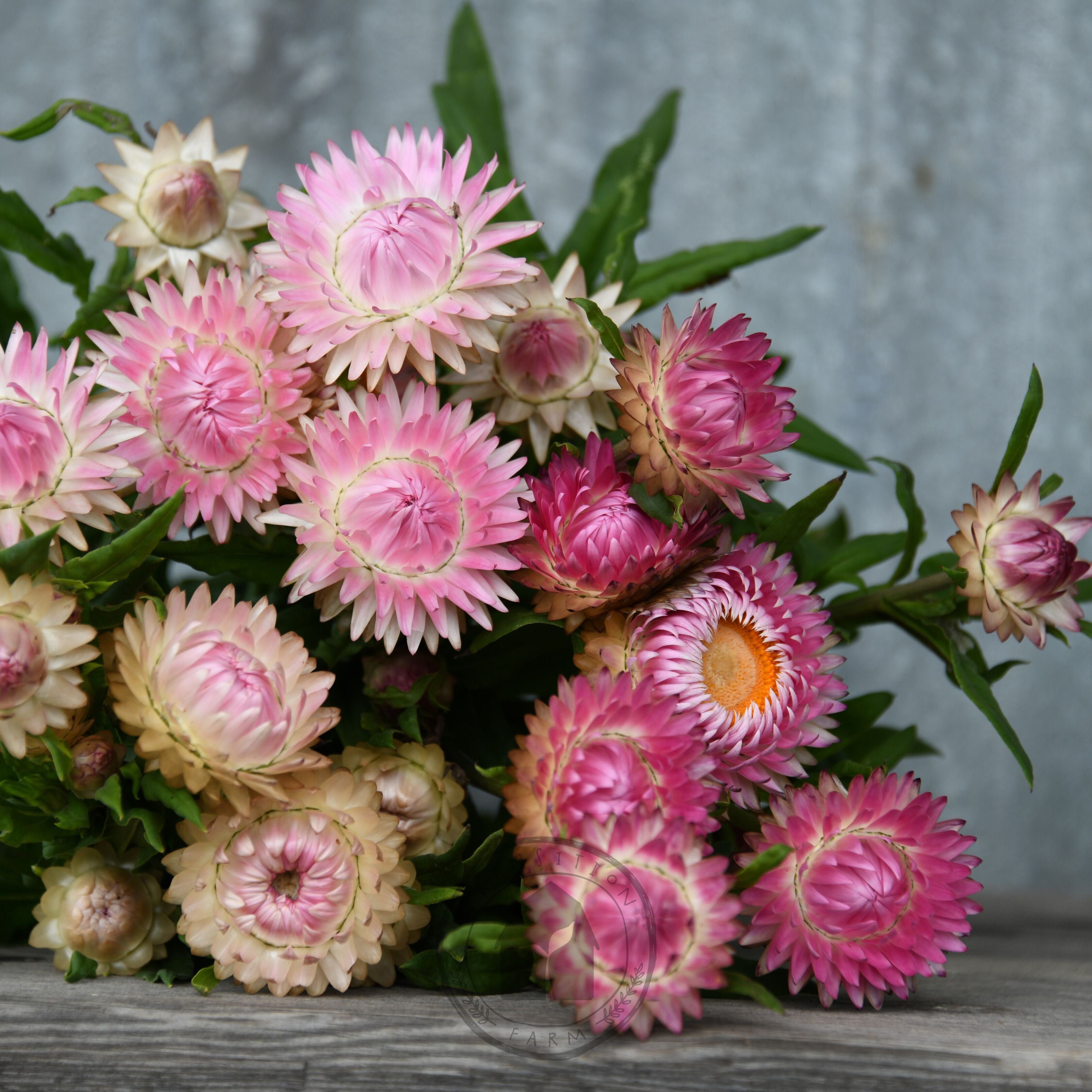 Strawflower 'Candy Pink' Certified Demeter Biodynamic / Organic