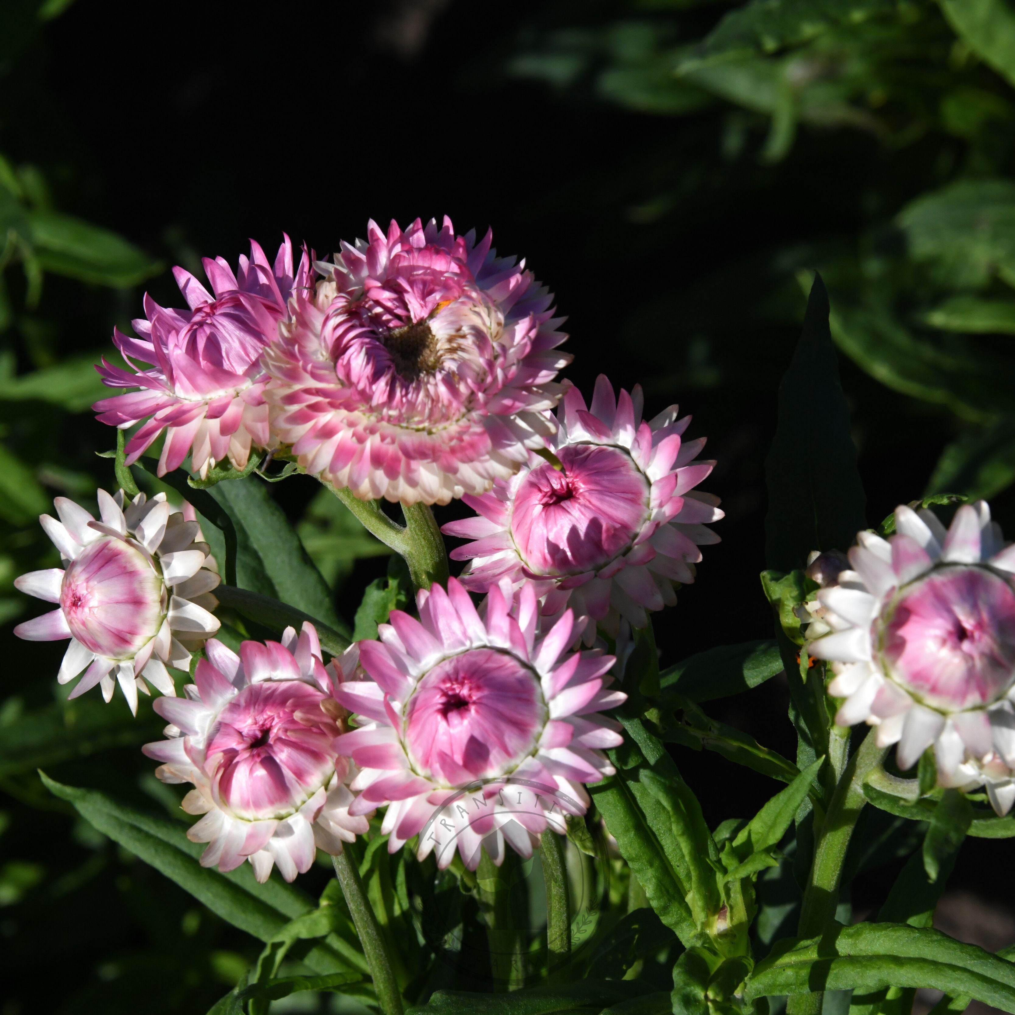 Strawflower 'Candy Pink' Certified Demeter Biodynamic / Organic