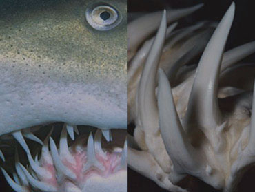 Tribal Spirits オンラインショップ：ホオジロザメの歯や牙など珍しい