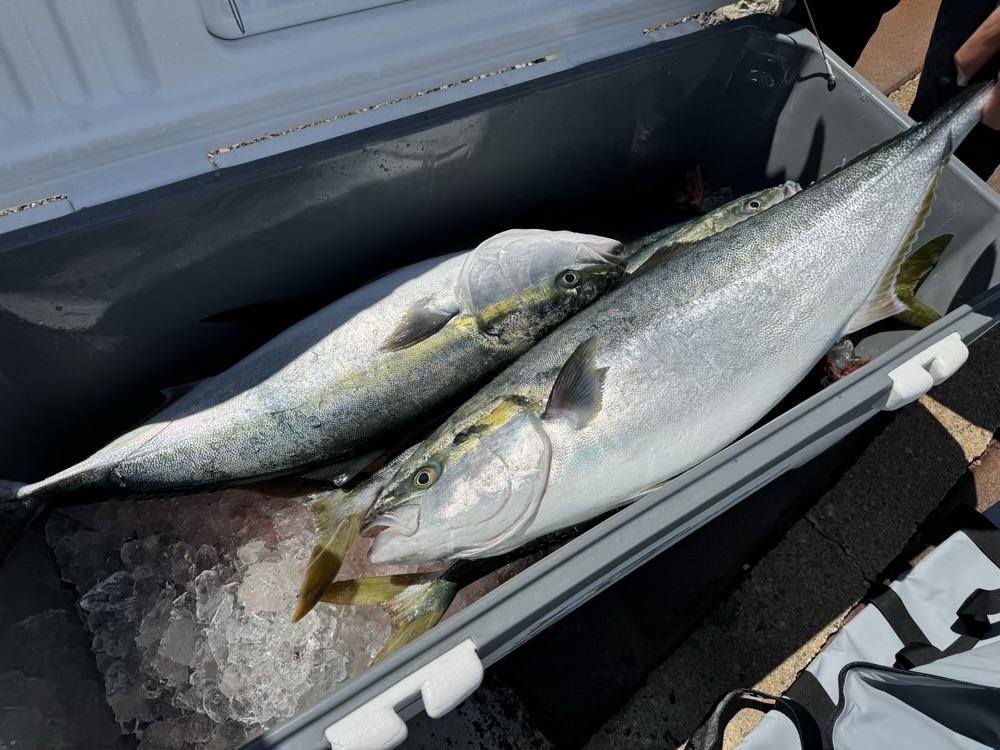 仙六 ファクトリー SJ 234 ヒラマサ 【公式通販】