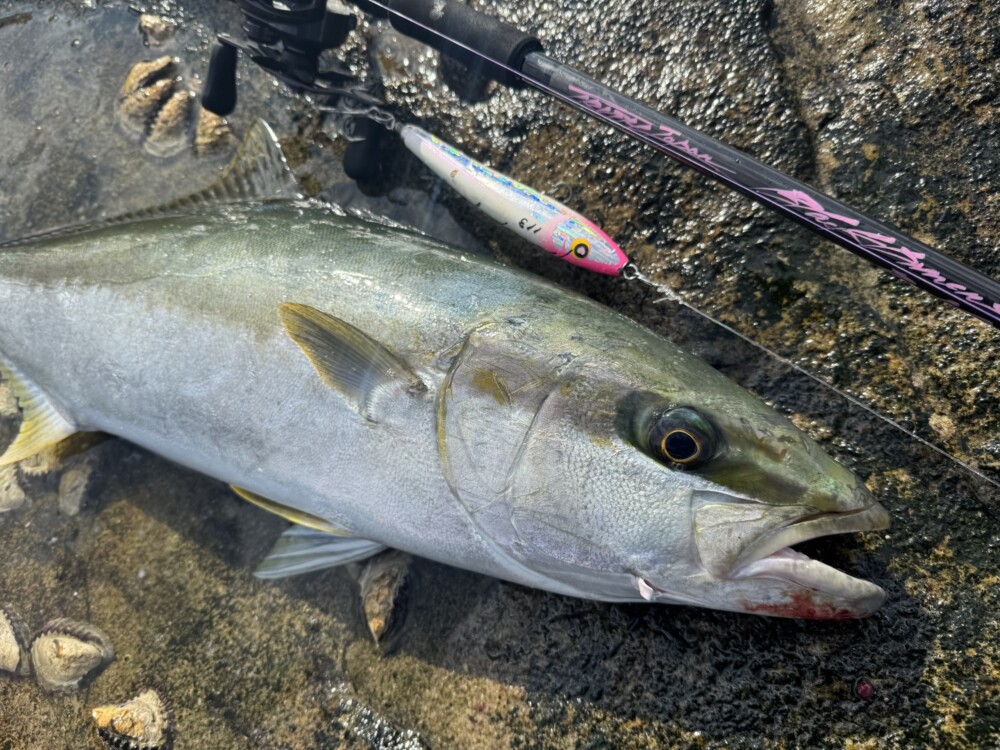鹿児島県 甑島 ロックショアゲーム 2025年12月 青物の部