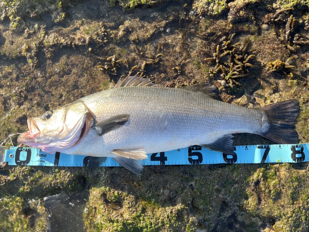 千葉県 磯ヒラスズキ (BlackAddiction105) | TRUTH JAPAN