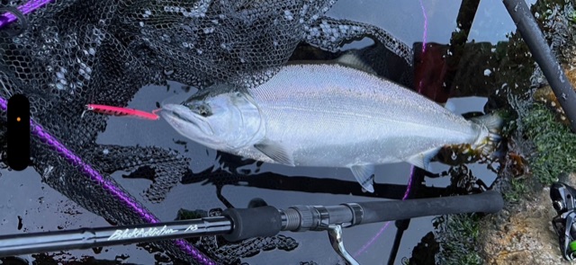 北海道 サクラマス (BlackAddiction105) | TRUTH JAPAN