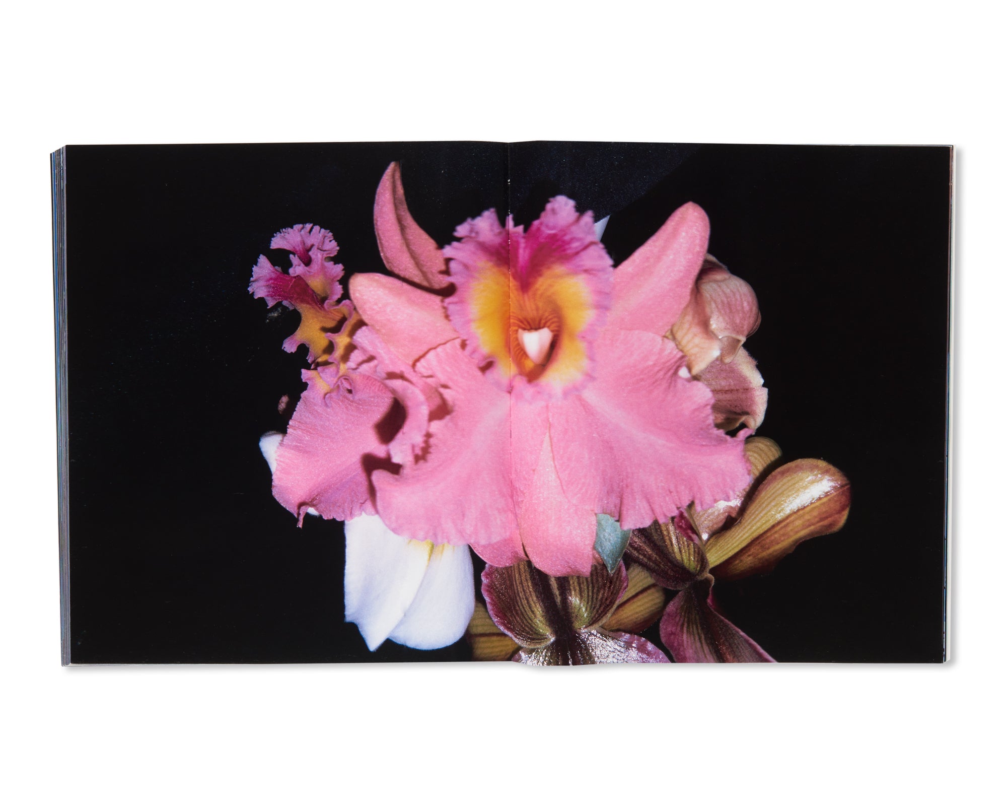 好色 / KOSHOKU by Nobuyoshi Araki – twelvebooks