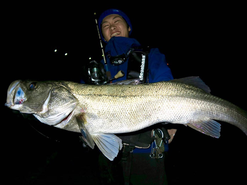 Staccato 810 MSS-HX – TULALA online store