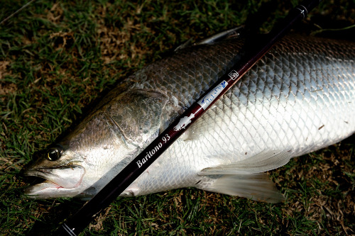 ツララ バリトーノ93│TULALA Baritono 93