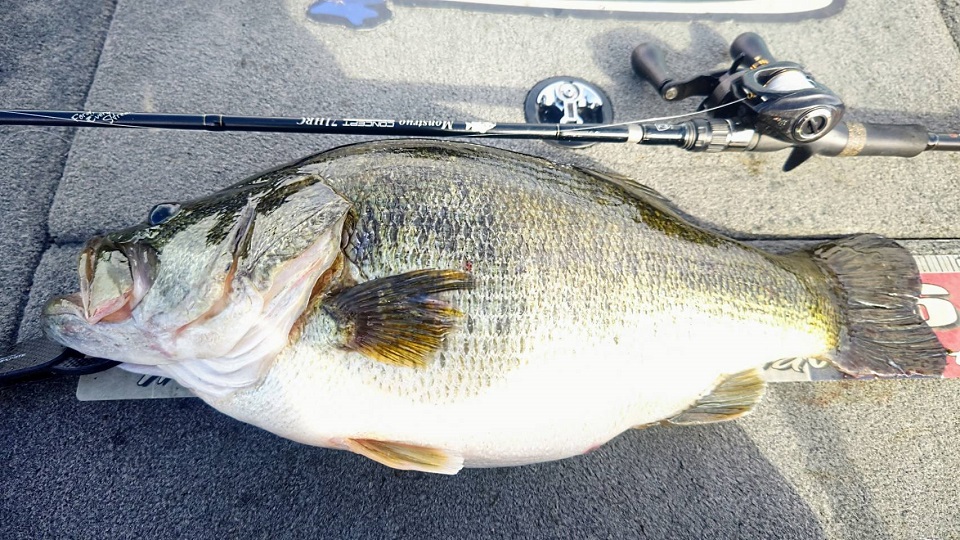 TULALA | Ford every stream | » 【公式】モンストロ “コンセプト