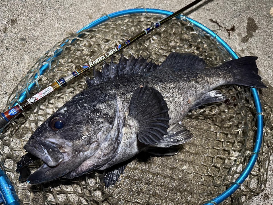 TULALA | Ford every stream | » タグ » ルーツC60M