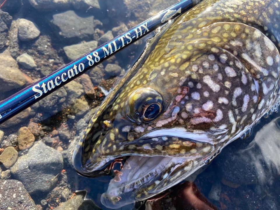 TULALA | Ford every stream | » Staccato88MLTS-HX