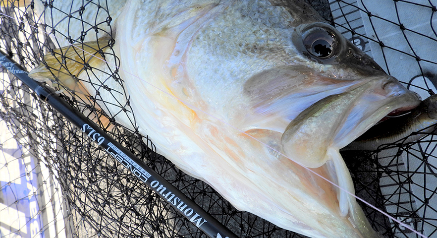 TULALA | Ford every stream | » Monstruo”ConceptDestruction” 65LS