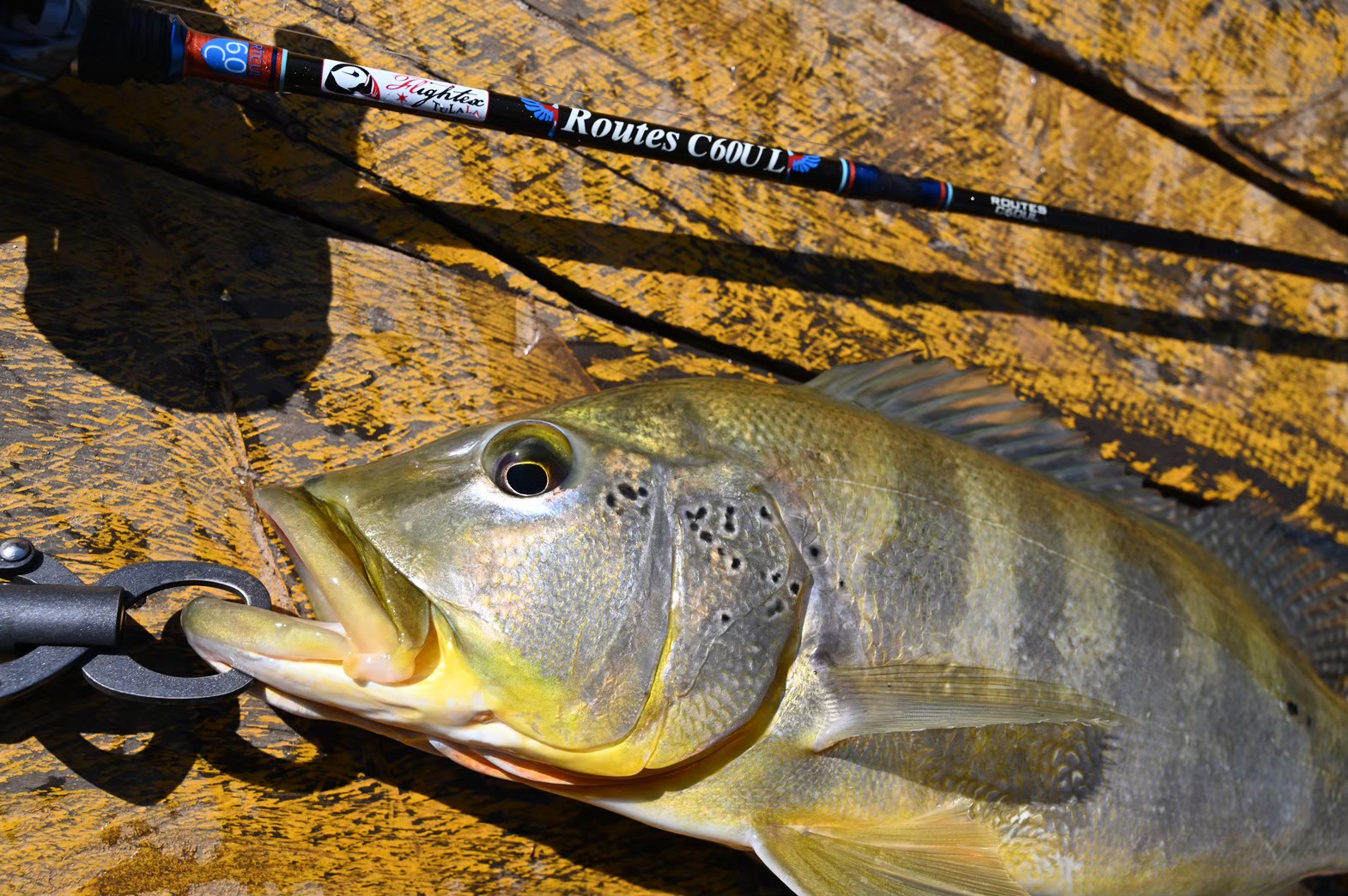 TULALA | Ford every stream | » Routes C60UL