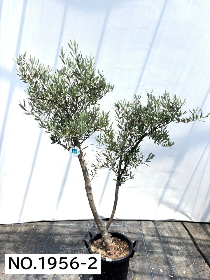 NEWミッション（オリーブの木）｜大型商品｜NO.1956 ｜約170cm｜人気