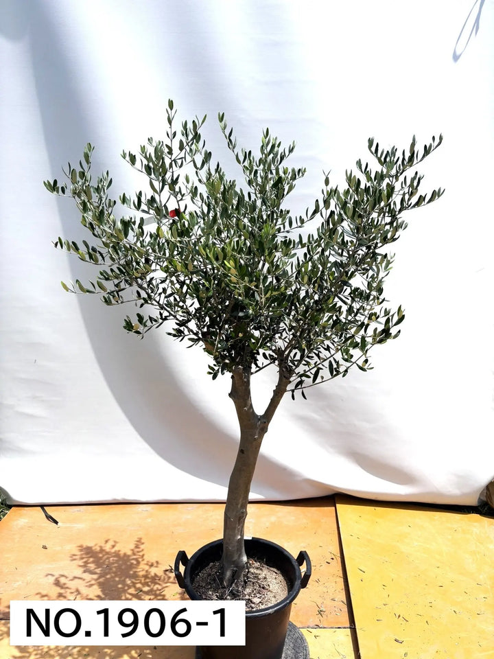 NEW【人気・寒冷地OK】ルッカ（オリーブの木）〈大型商品〉｜約180cm