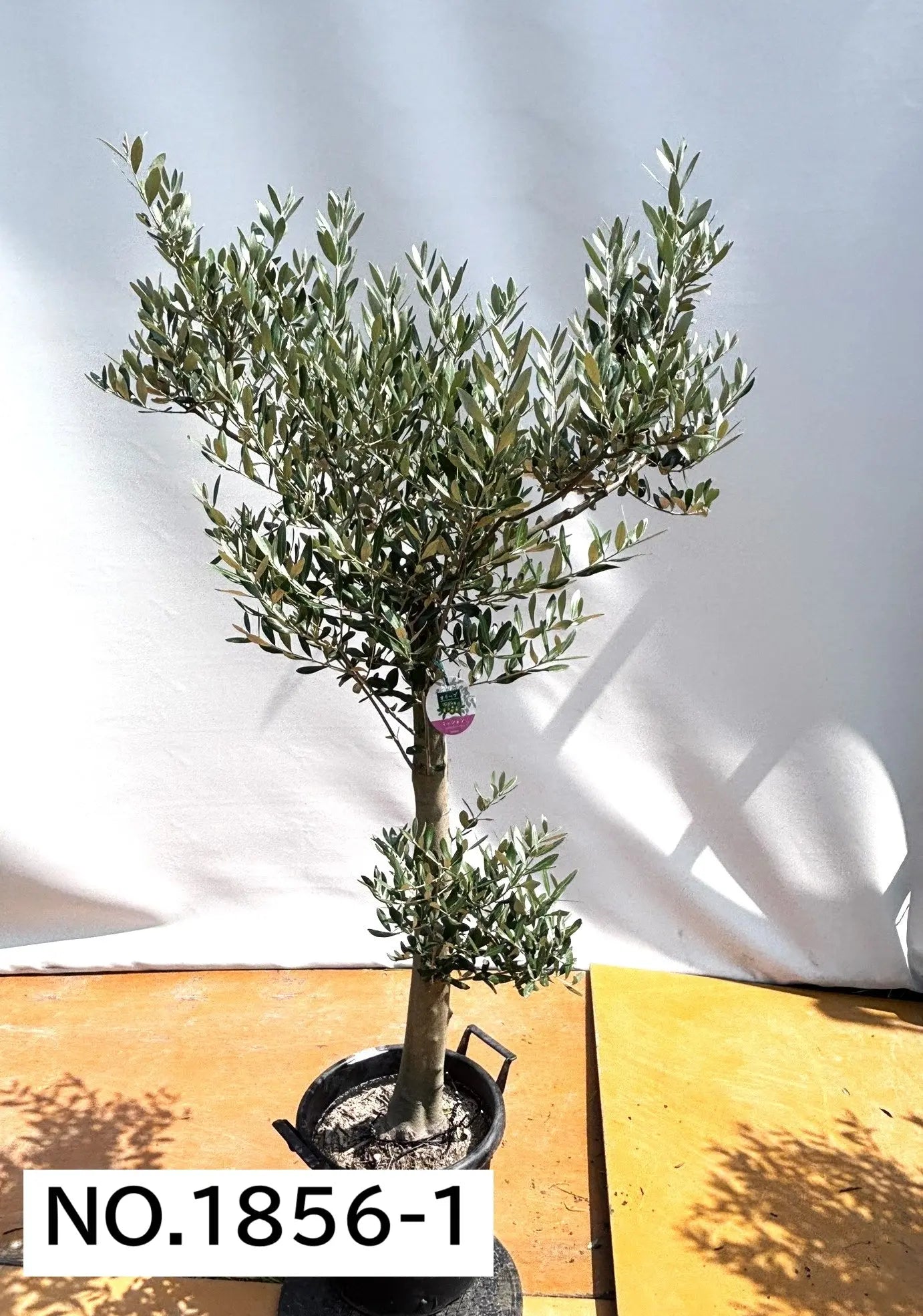 NEWミッション（オリーブの木）｜大型商品｜NO.1856 ｜約180cm｜人気