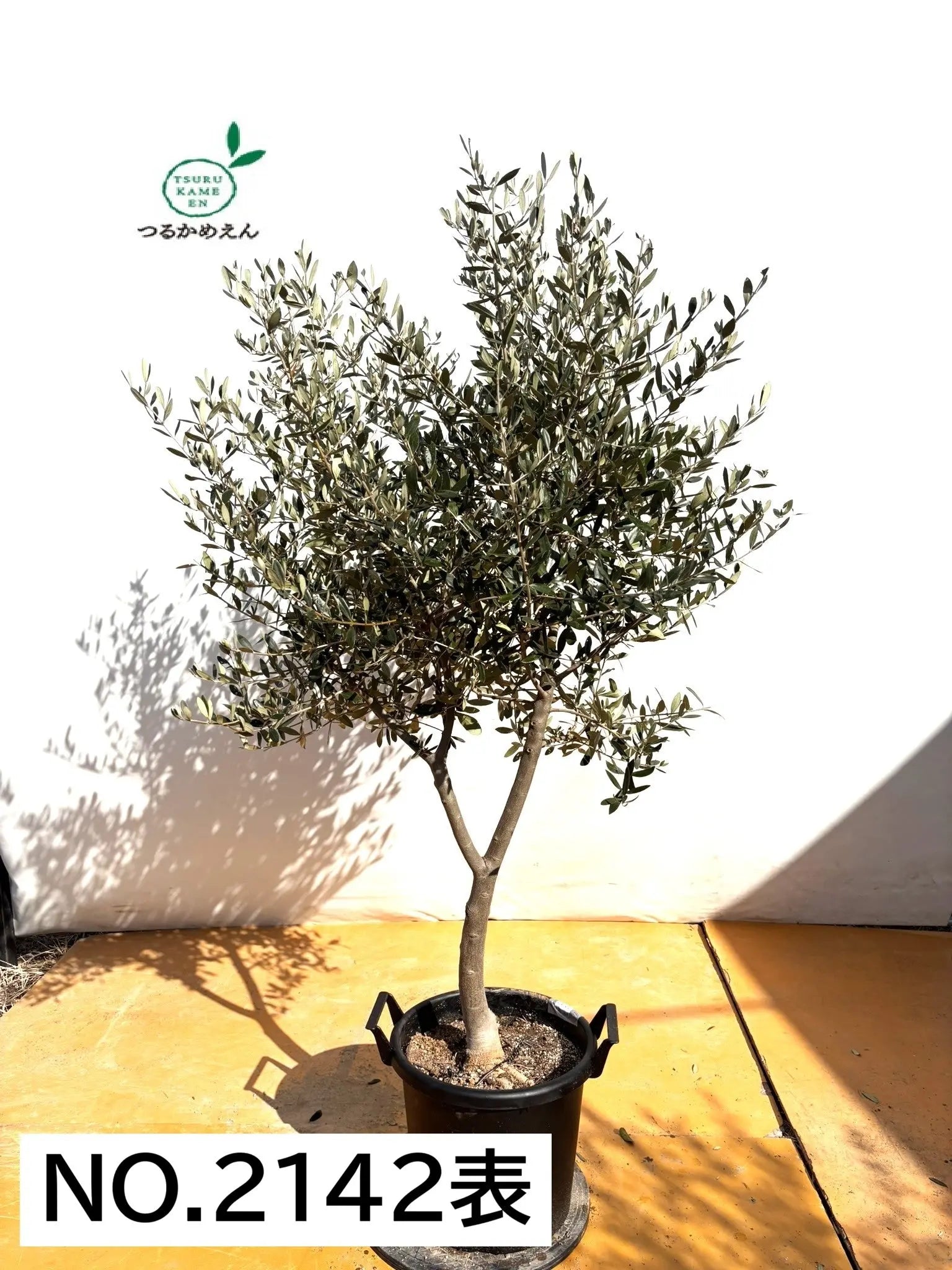 NEWルッカ（オリーブの木）｜XLサイズ｜No.2142｜約170cm｜人気・寒冷