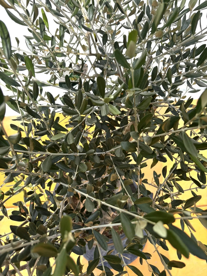 NEWルッカ（オリーブの木）｜XLサイズ｜No.2003｜約140cm｜人気・寒冷