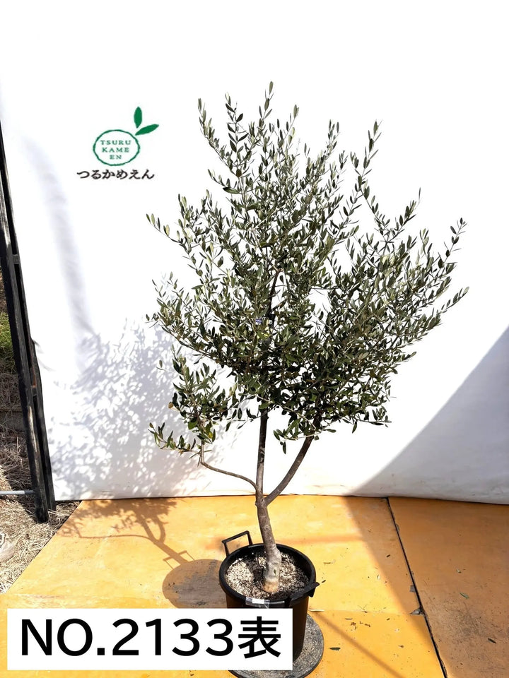 NEWコレッジョラ（オリーブの木）｜XLサイズ｜NO.2133｜約190cm｜寒冷