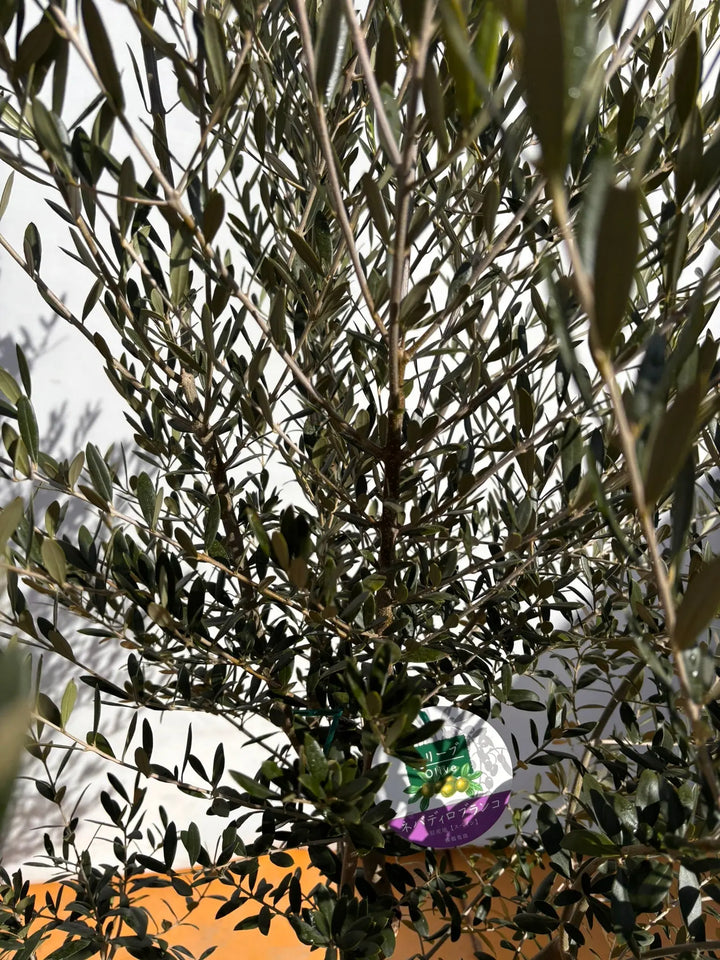 NEWネバディロブランコ（オリーブの木）｜XLサイズ｜NO.2131｜約190cm