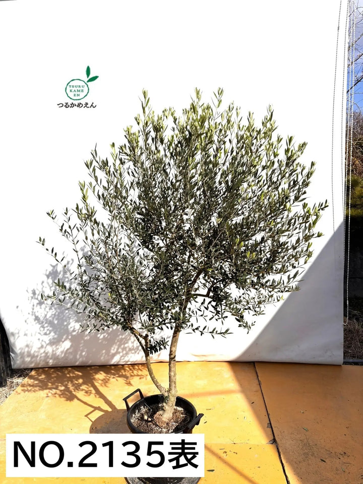 NEWネバディロブランコ（オリーブの木）｜XLサイズ｜NO.2135｜約180cm