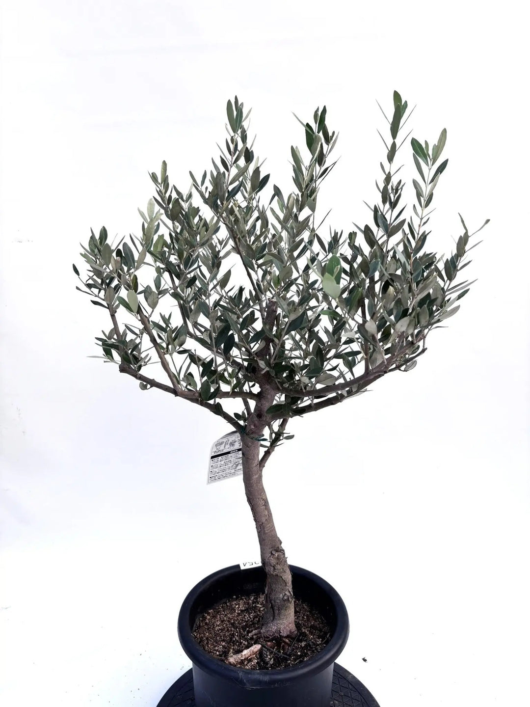 NEWミッション（オリーブの木）｜Mサイズ｜K-254｜約100cm｜人気・直立