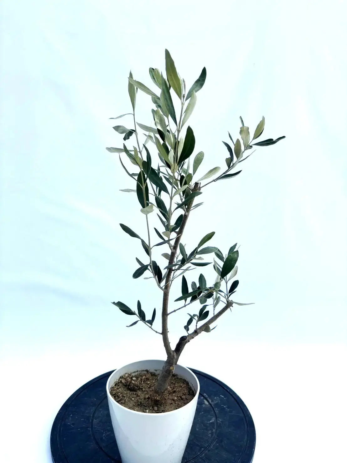 カラマタ XXSサイズ 約65cm NO.10439 オリーブの木 - 株式会社鶴亀園