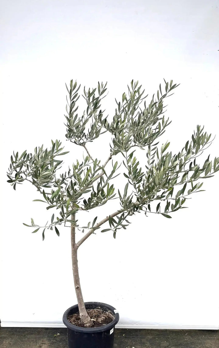 希少・直立型】ブラックイタリアン（オリーブの木）〈オイル向き