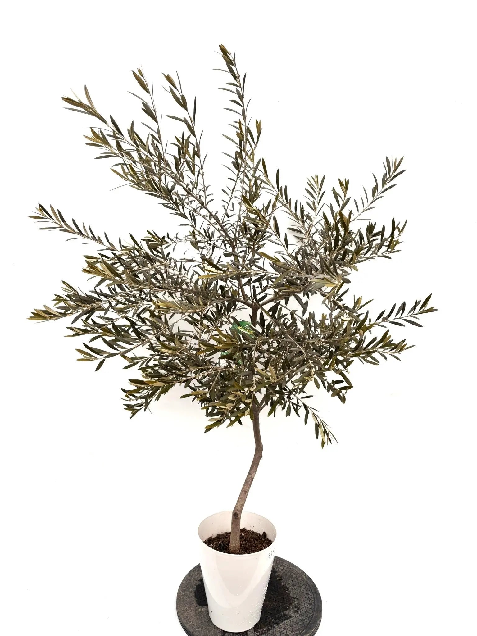 NEWマウリィーノ（オリーブの木）｜Sサイズ｜K-314｜約130cm｜希少