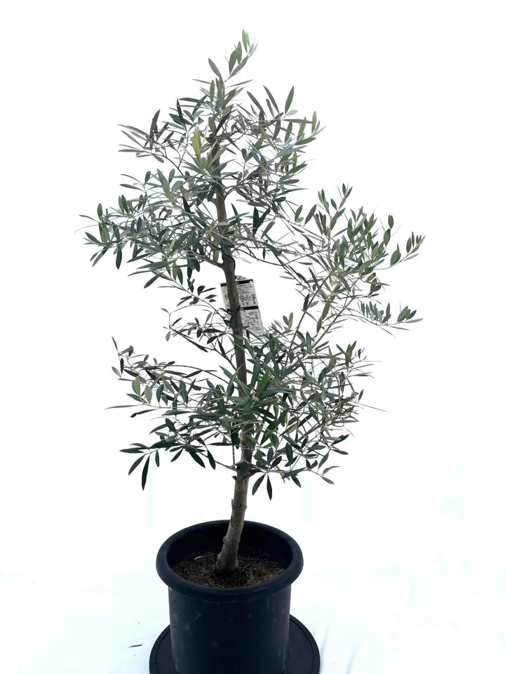 ホジブランコ（オリーブの木）｜Lサイズ｜No.10612｜約145cm｜人気