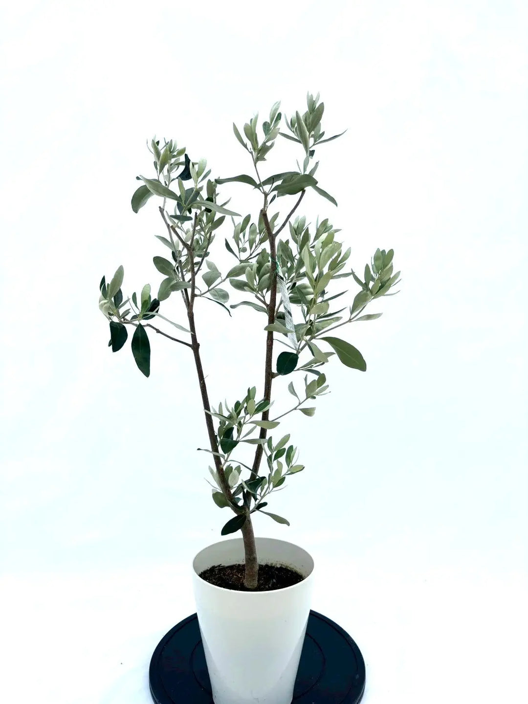 NEWカラマタ（オリーブの木）｜Sサイズ｜NO.10617｜約105cm｜希少