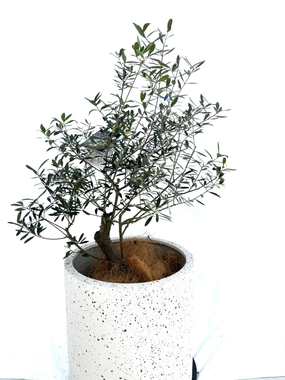 オリーブの木 ネバディロブランコ 約150cm NO.2067 大型 人気 現品