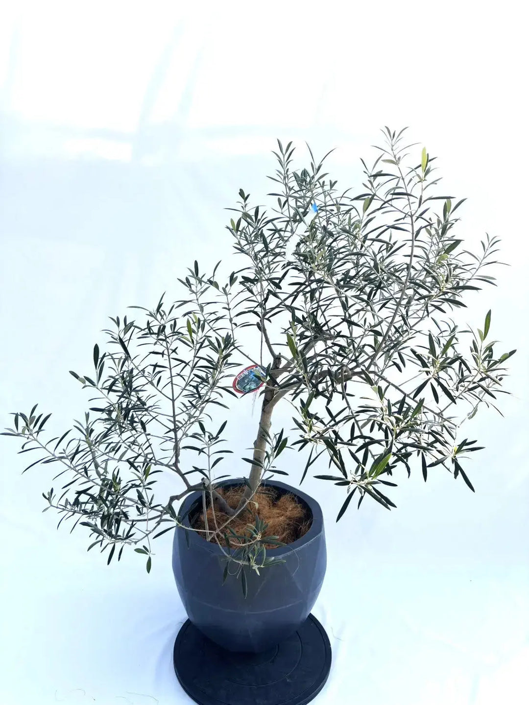 エルグレコ Mサイズ 約120cm NO.10346 オリーブの木 - 株式会社鶴亀園