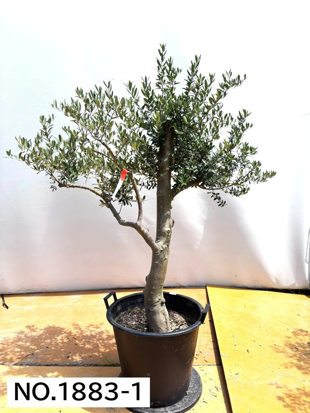 NEWネバディロブランコ（オリーブの木）｜大型商品｜No.1883｜約150cm