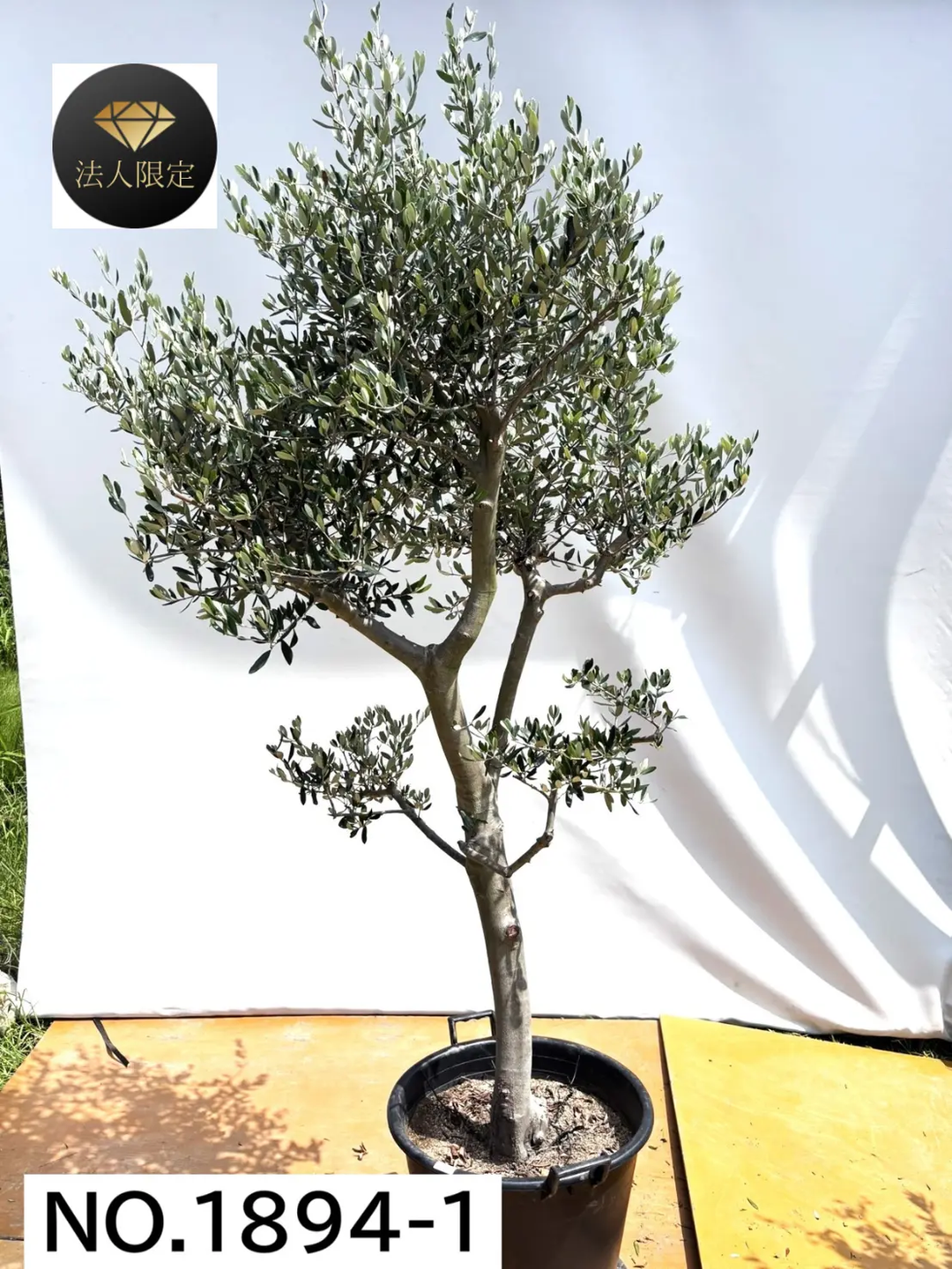 風格ある古木オリーブ - 株式会社鶴亀園 – ページ8