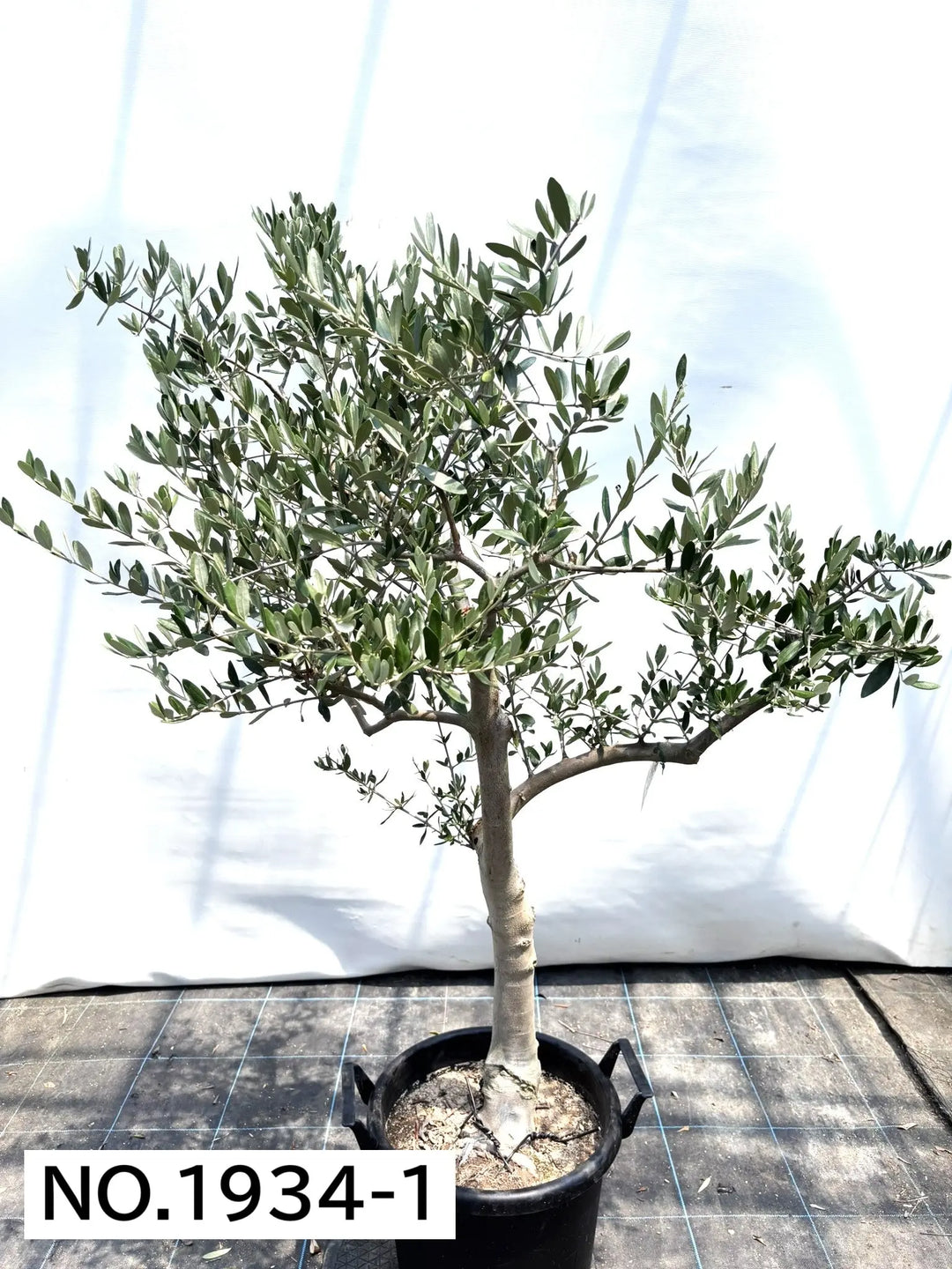 寒さに強い・開帳型】ヘレナ（オリーブの木）〈大型商品〉｜約150cm