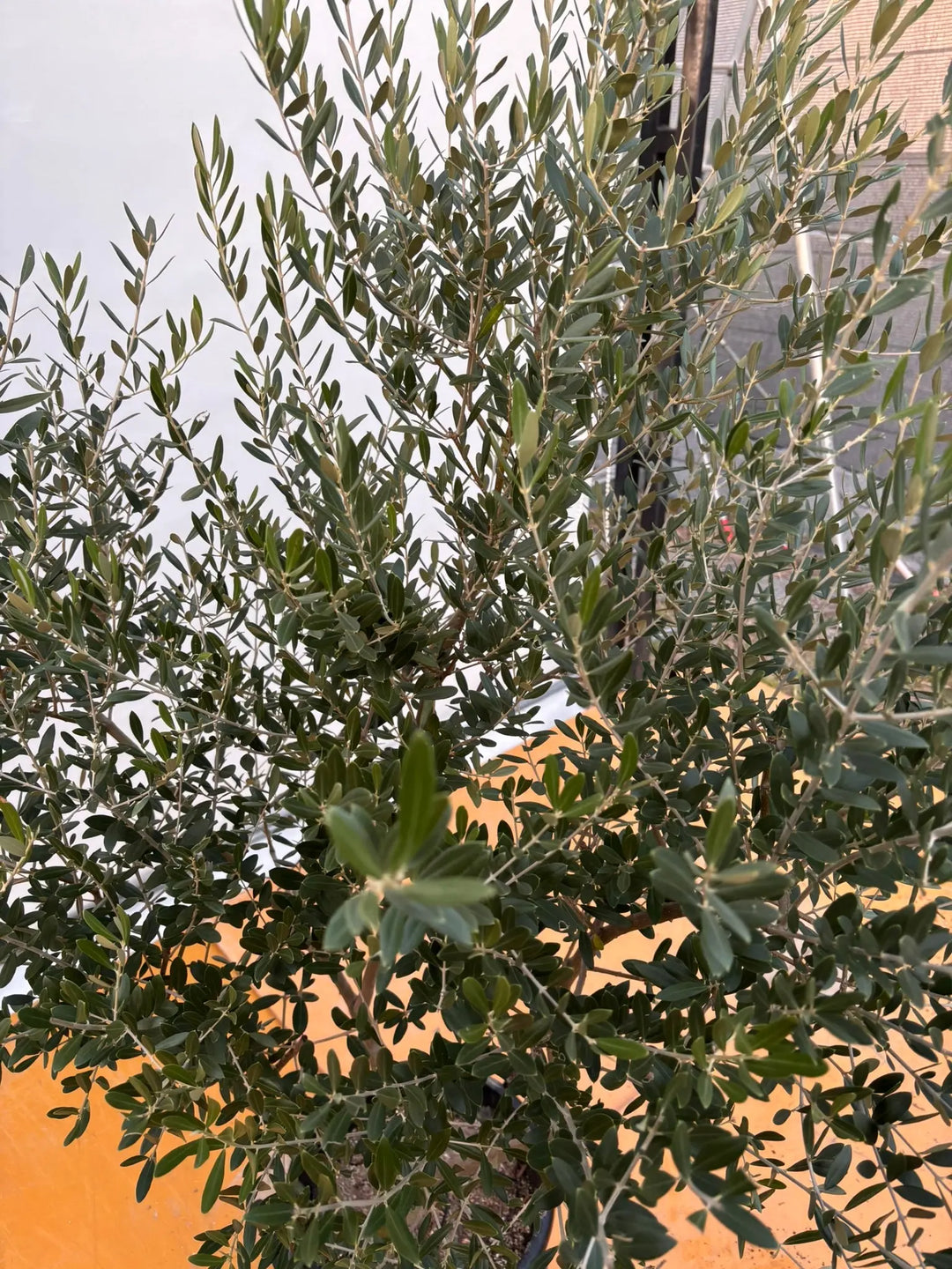 NEWネバディロブランコ（オリーブの木）｜XLサイズ｜NO.2064｜約180cm