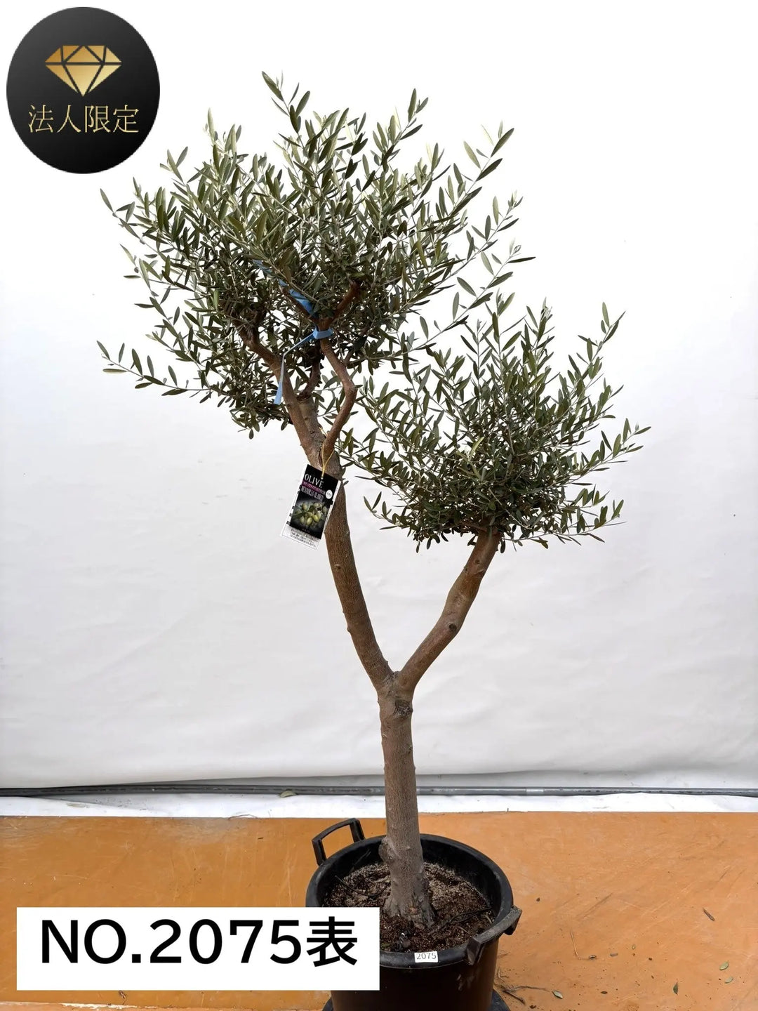 VIP限定 - 株式会社鶴亀園