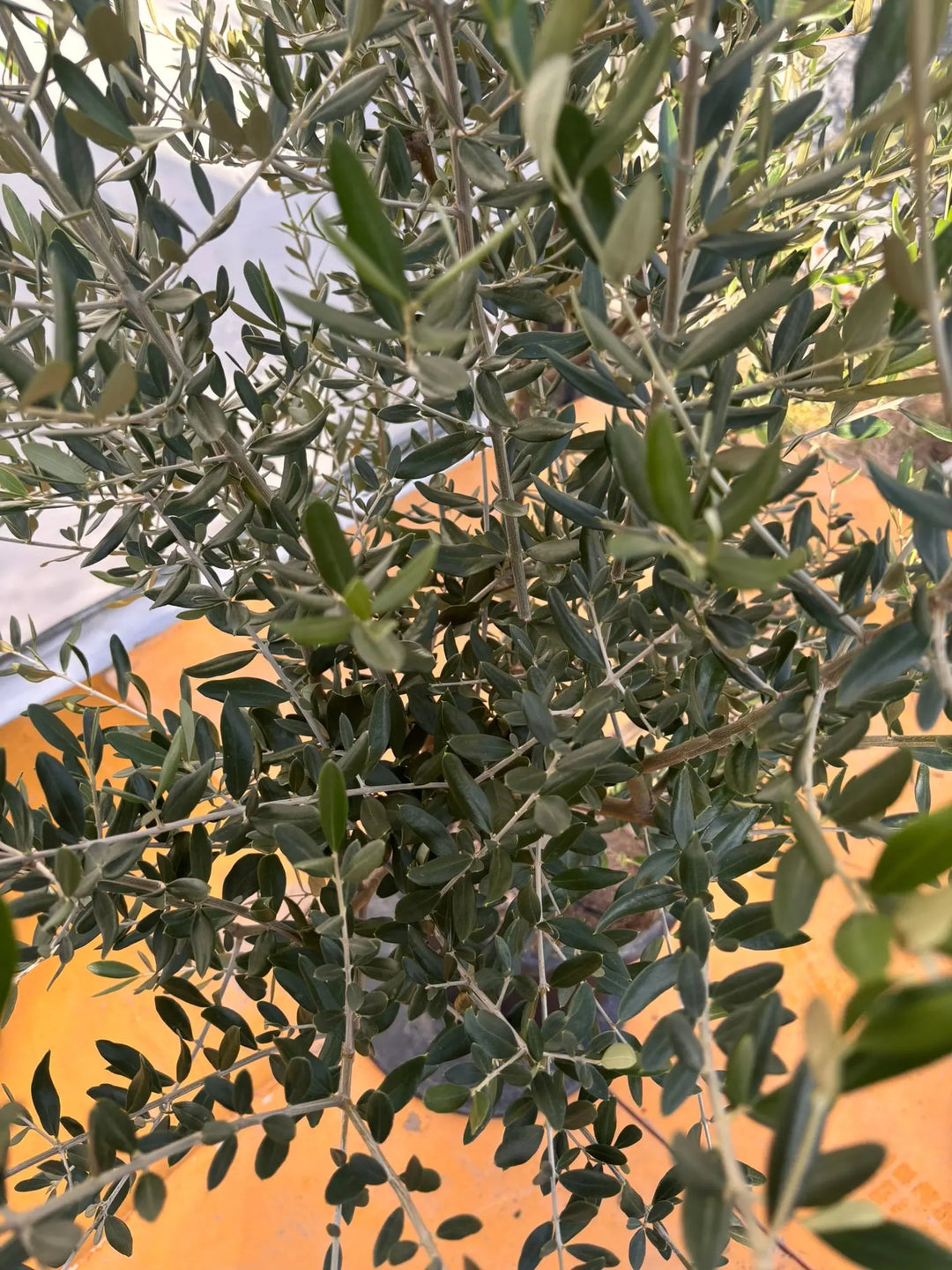 NEWコレッジョラ（オリーブの木）｜XLサイズ｜NO.2030｜約170cm｜寒冷