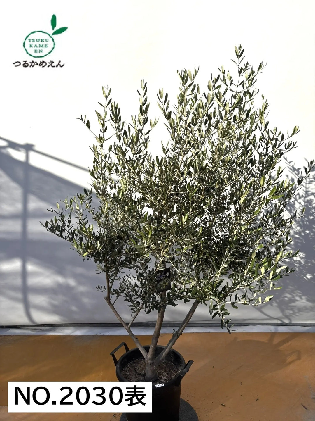 NEWコレッジョラ（オリーブの木）｜XLサイズ｜NO.2030｜約170cm｜寒冷