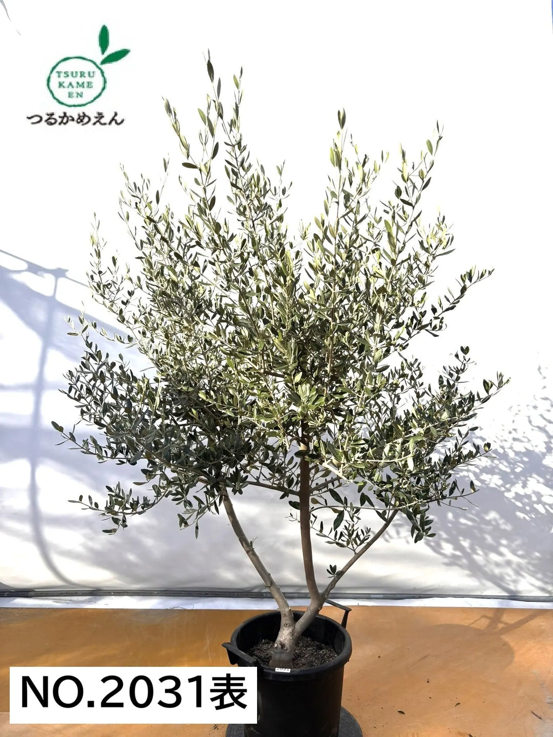 NEWコレッジョラ（オリーブの木）｜XLサイズ｜NO.2031｜約170cm｜寒冷